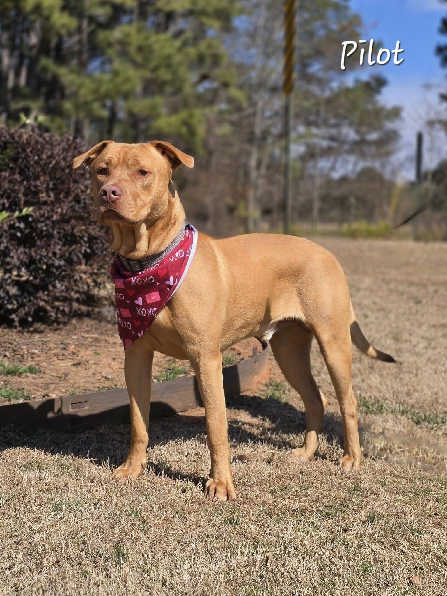 Enlarge Pilot, a ADOPTABLE mixed breed in Bishop, GA image 4/6