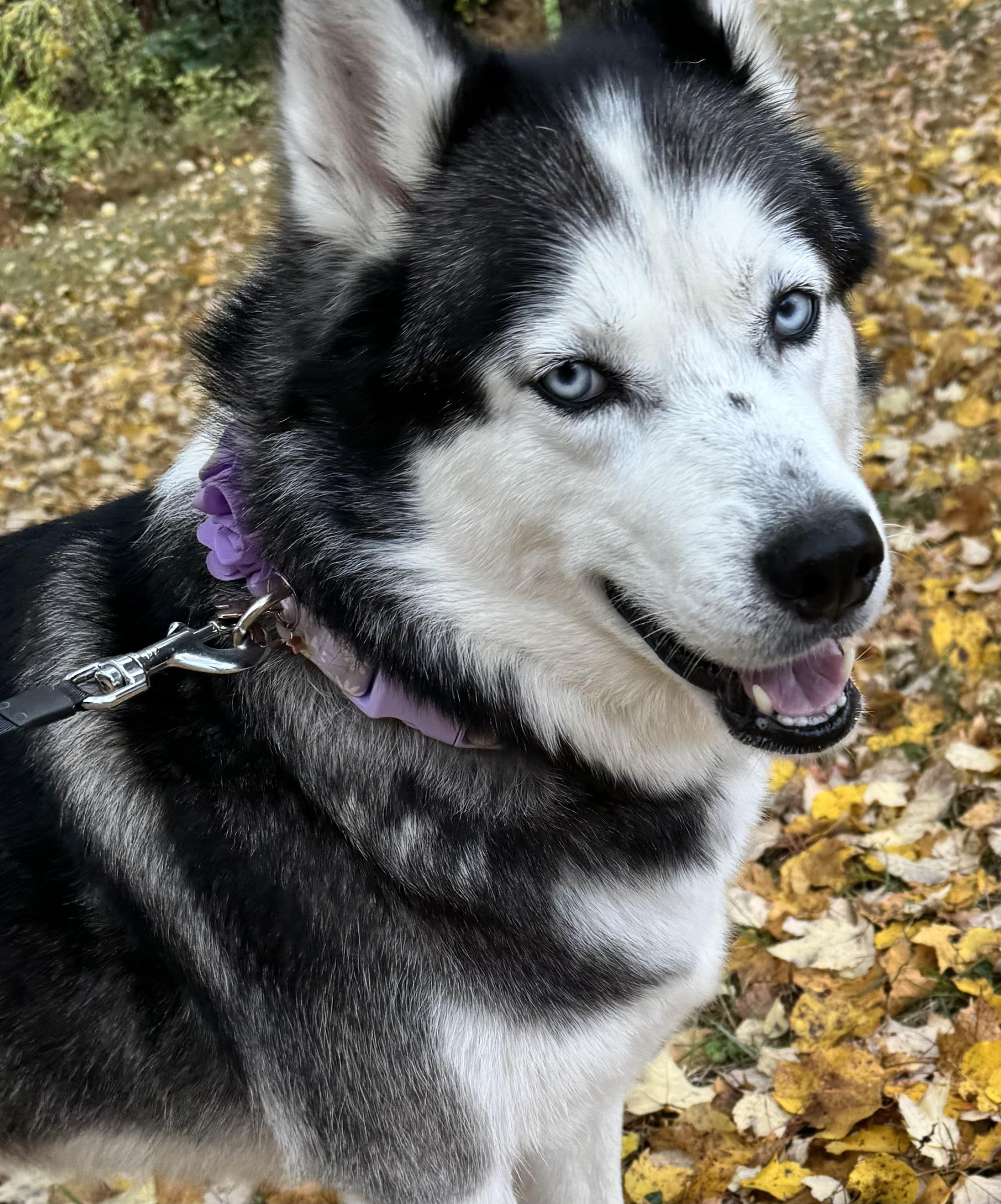 Ashley, Adoptable, Adult Female Siberian Husky.