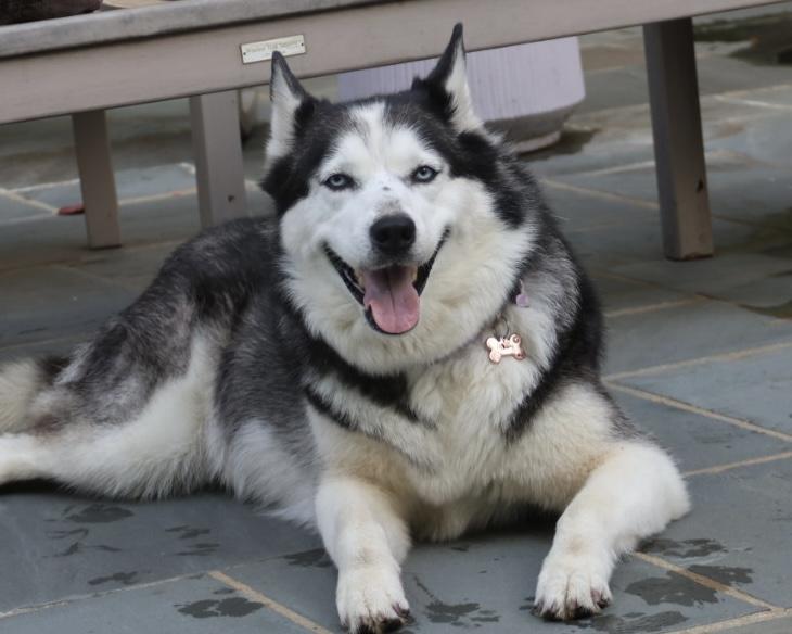 Enlarge Ashley, a Adoptable Siberian Husky in POTOMAC, MD image 2/4