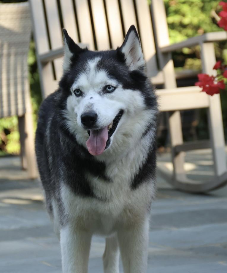 Enlarge Ashley, a Adoptable Siberian Husky in POTOMAC, MD image 3/4