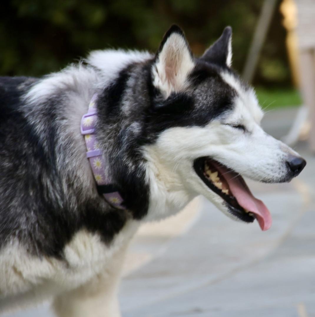 Enlarge Ashley, a Adoptable Siberian Husky in POTOMAC, MD image 4/4