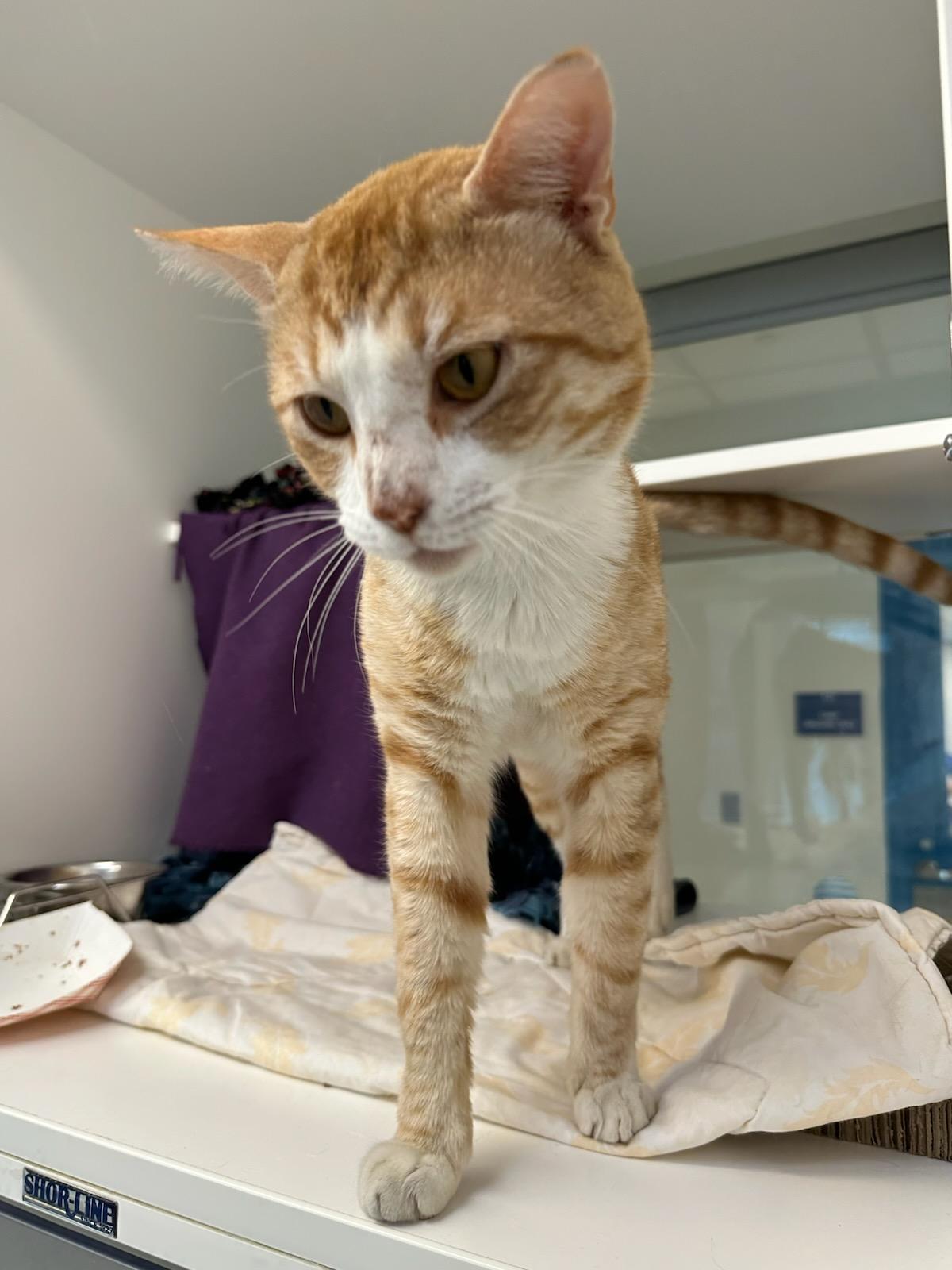 Enlarge Tiger King (ID 50916/1080), a ADOPTABLE Domestic Short Hair in Manassas, VA image 2/3