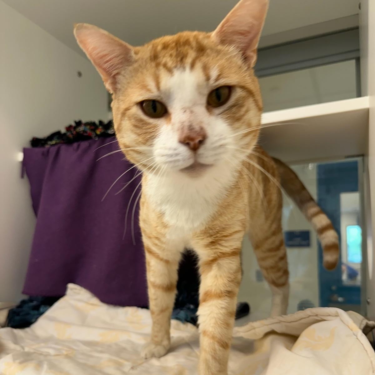 Tiger King (ID 50916/1080), ADOPTABLE, Adult Male Domestic Short Hair.