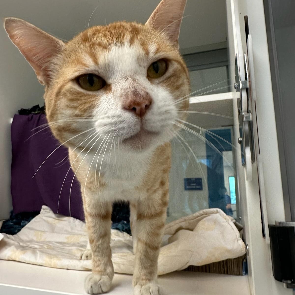 Enlarge Tiger King (ID 50916/1080), a ADOPTABLE Domestic Short Hair in Manassas, VA image 3/3