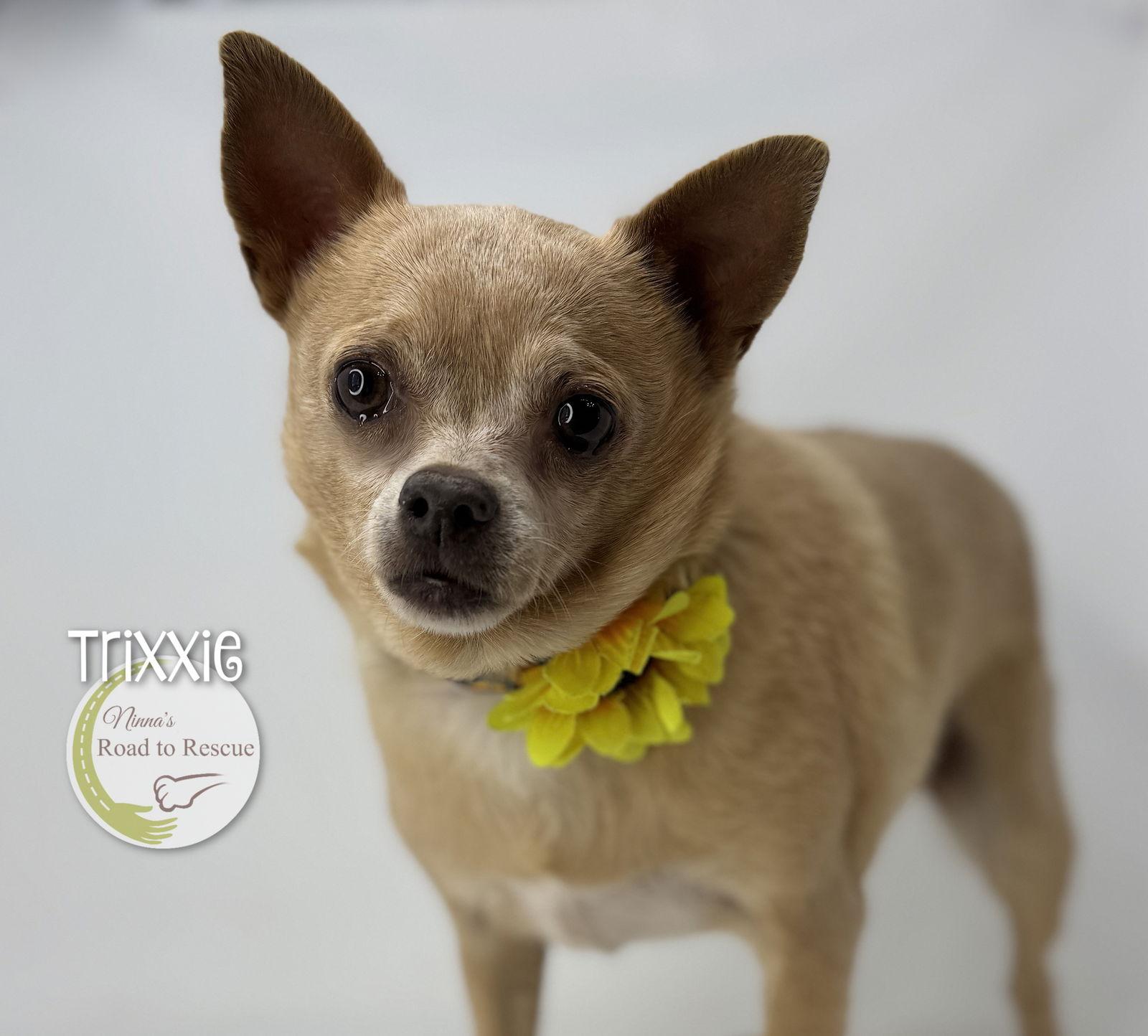 Enlarge Trixxie, a Adoptable Chihuahua in Benton, LA image 1/2