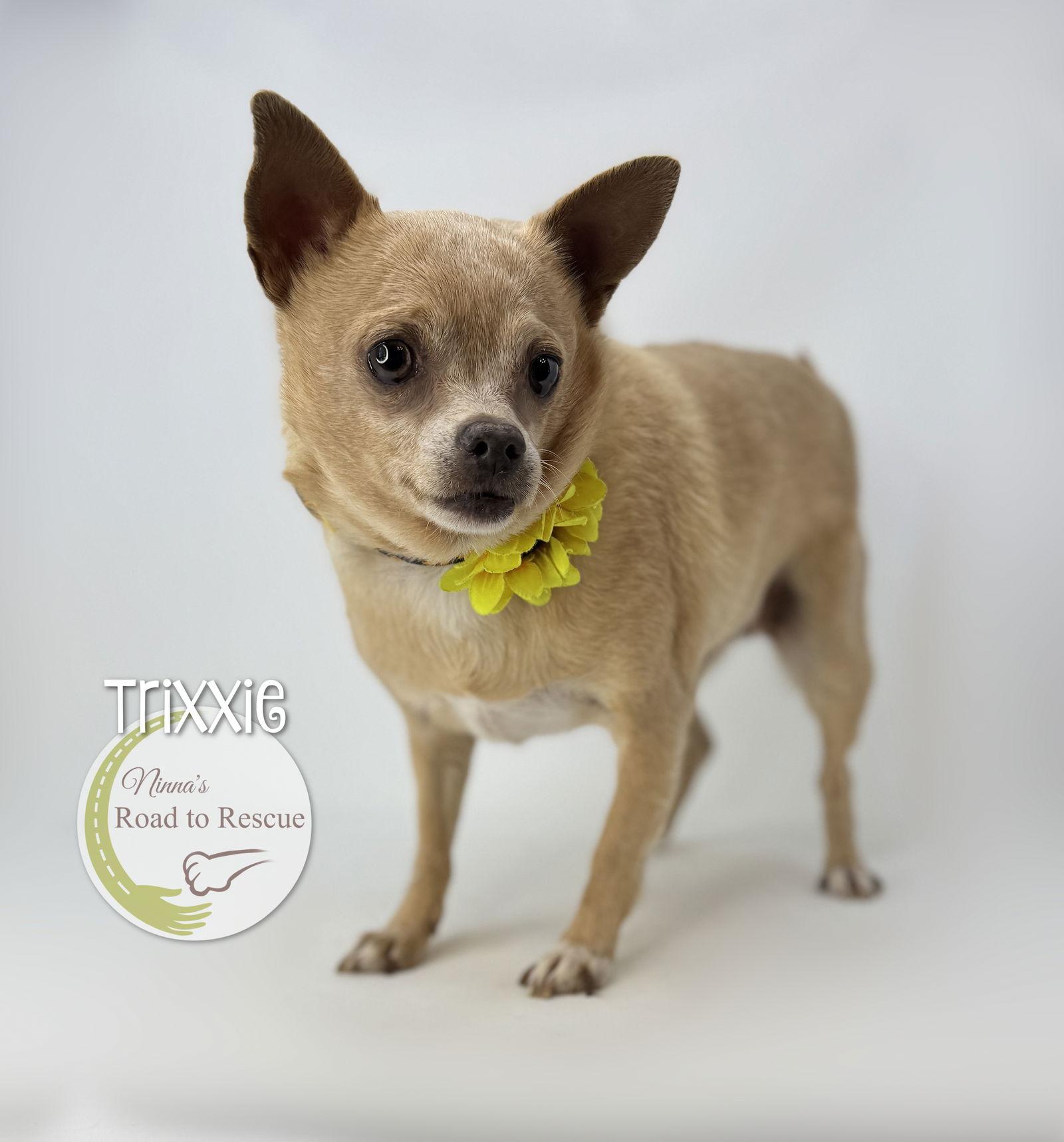 Enlarge Trixxie, a Adoptable Chihuahua in Benton, LA image 2/2