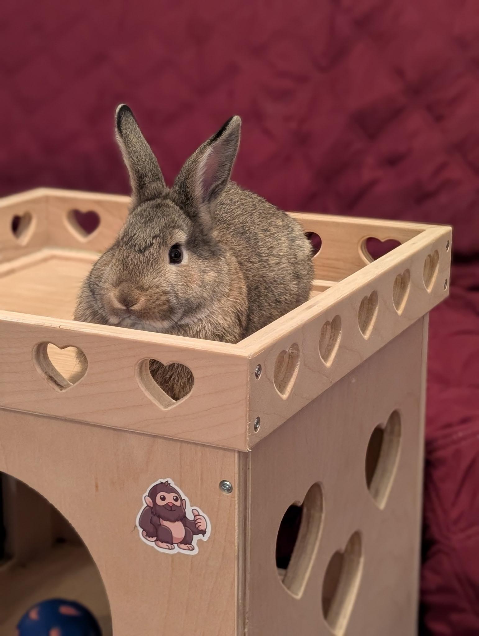 Enlarge Tofu, a ADOPTABLE American in CARNATION, WA image 1/4