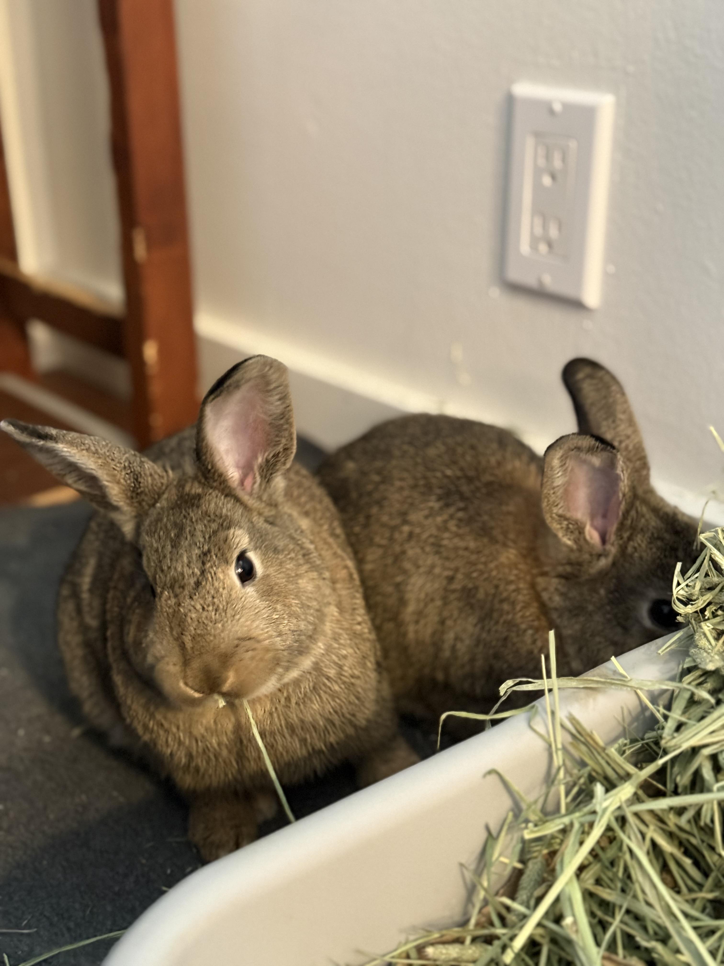 Enlarge Tofu, a ADOPTABLE American in CARNATION, WA image 4/4