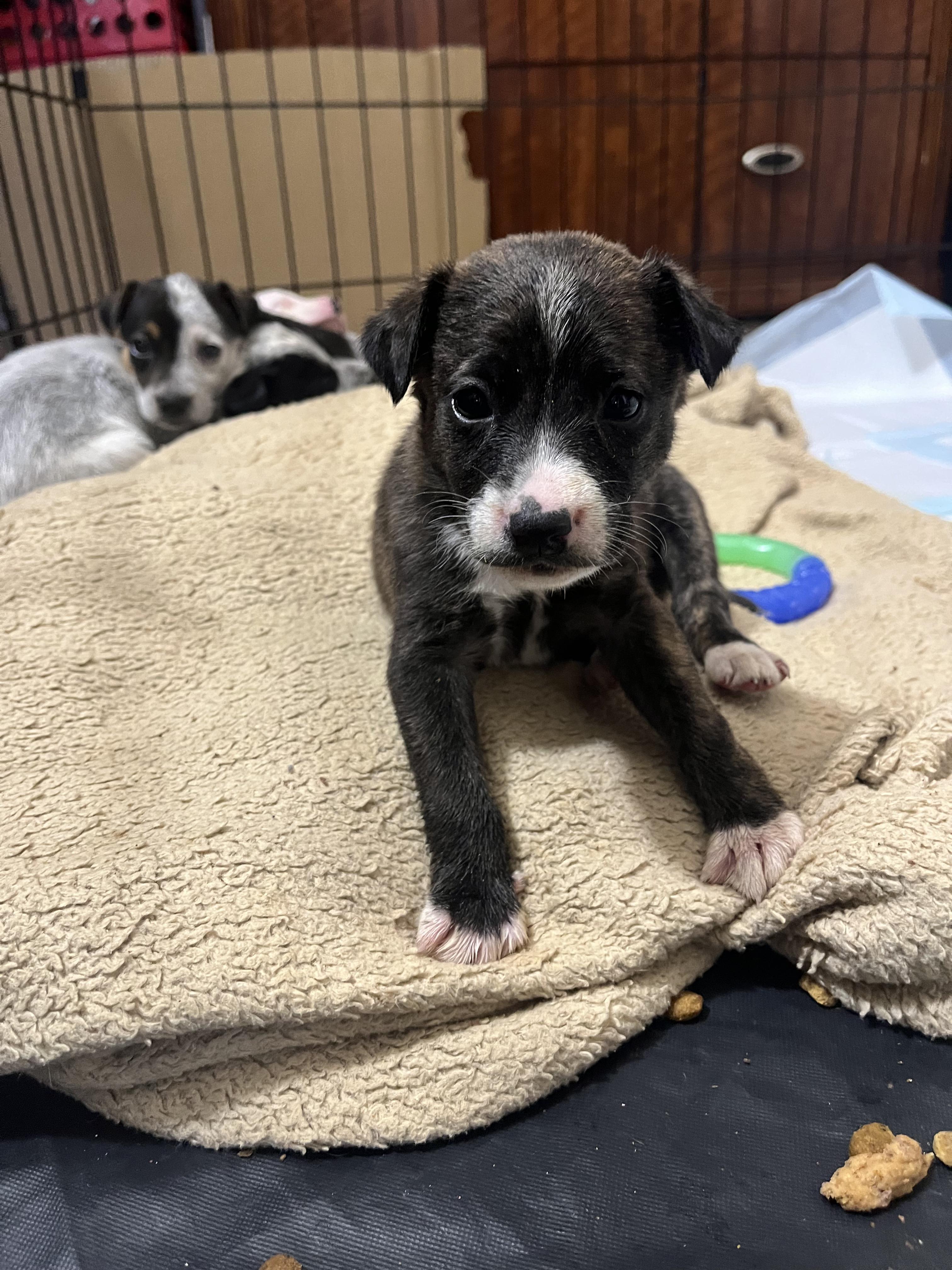 Enlarge Boots, a Adoptable mixed breed in Penryn, CA image 2/2