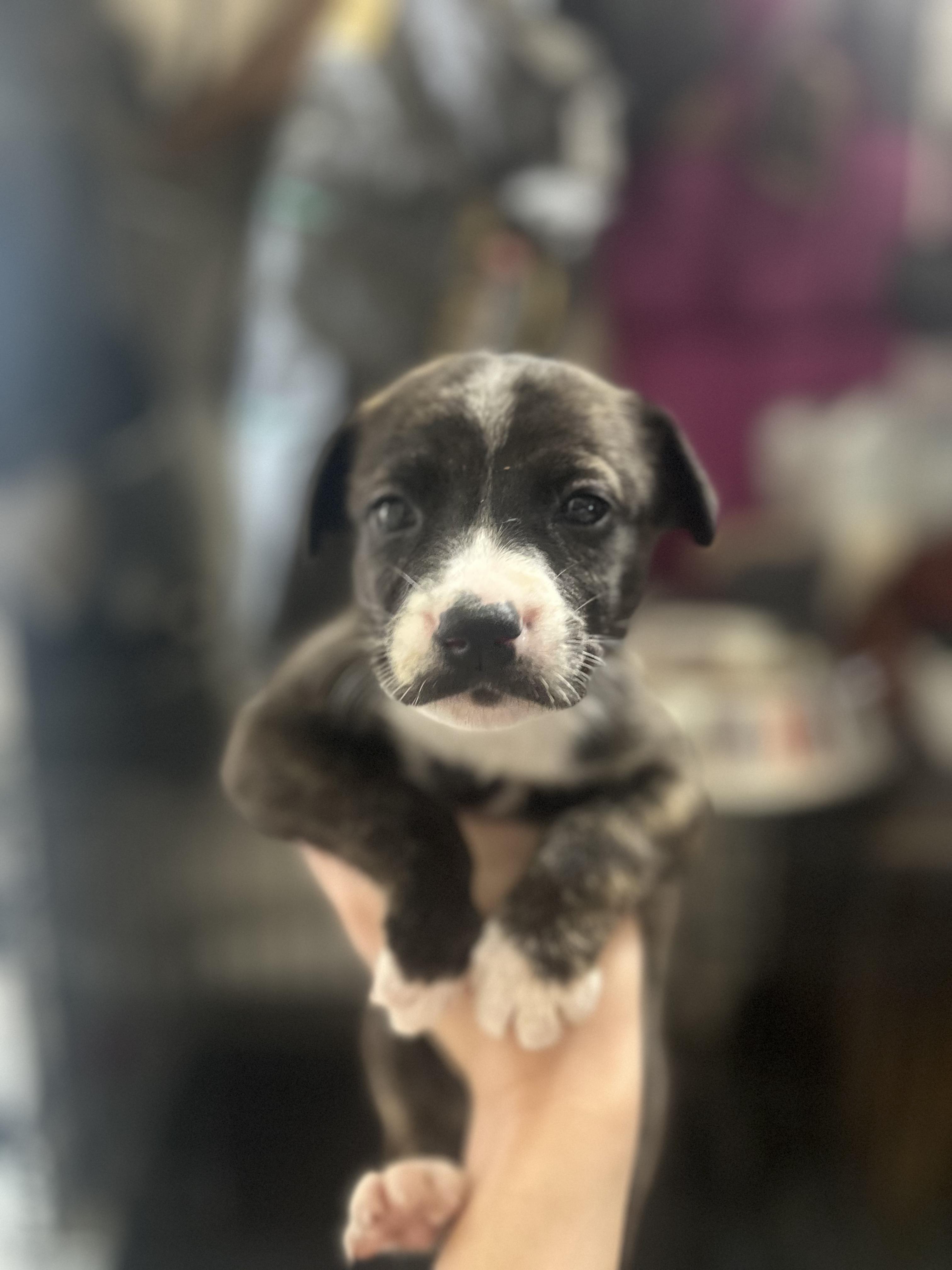 Boots, Adoptable, Puppy Male Australian Cattle Dog / Blue Heeler.