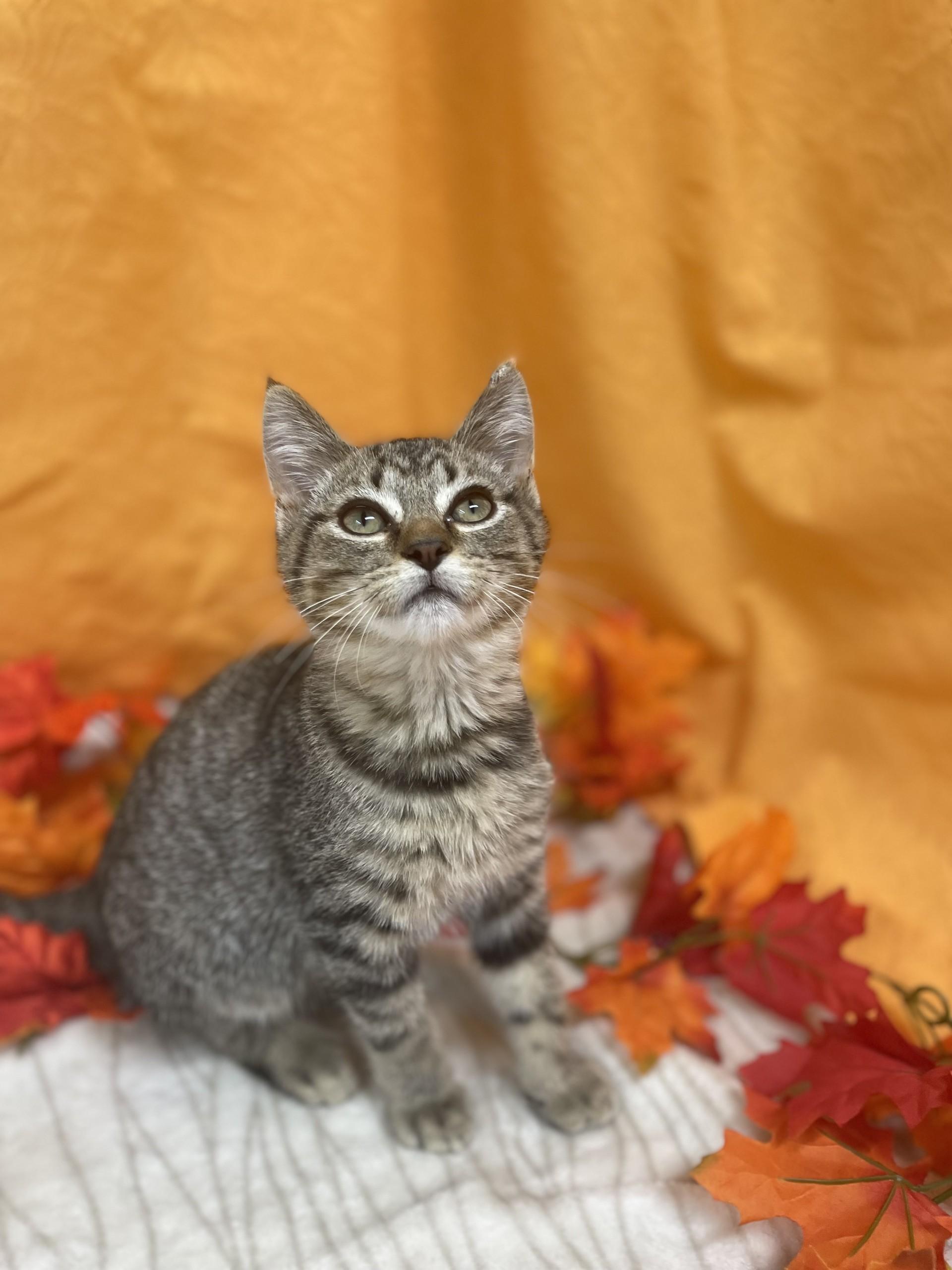 Buzz, adoptable, Adult Male Domestic Short Hair.