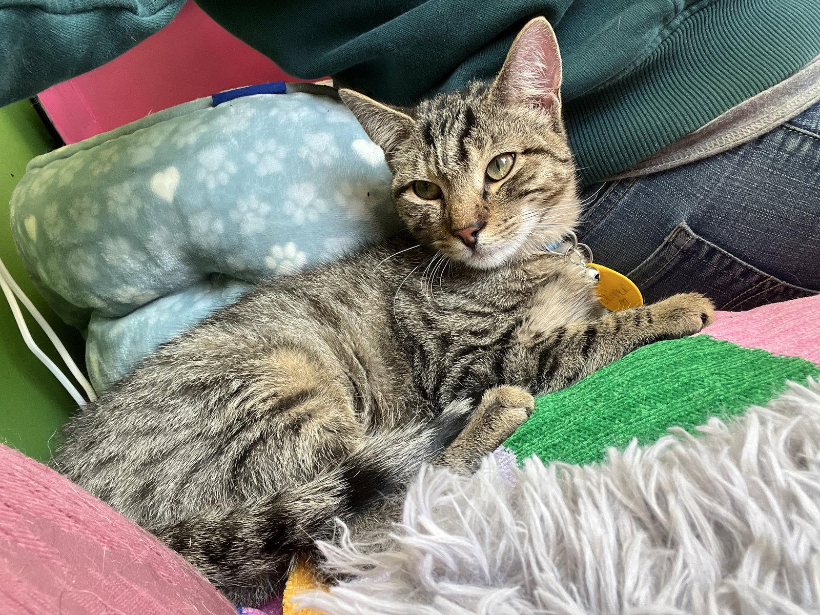 Oliver, Adoptable, Kitten Male Tabby.