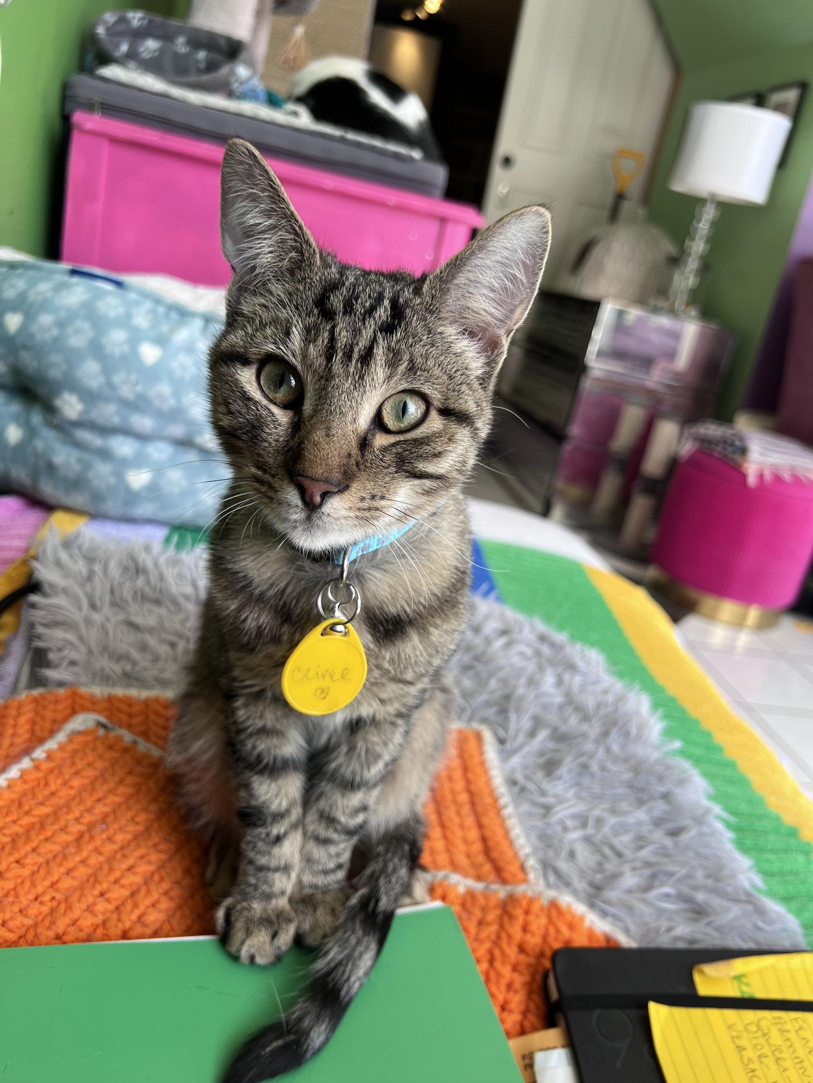 Enlarge Oliver, a Adoptable Tabby in Philadelphia, PA image 3/3