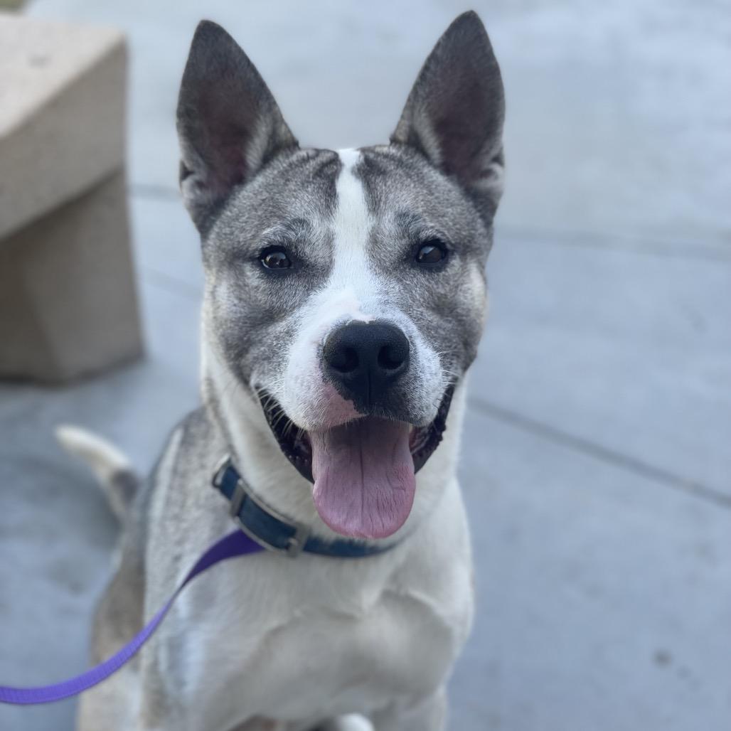 Thomas, a Adoptable mixed breed in Naperville, IL image 2/6