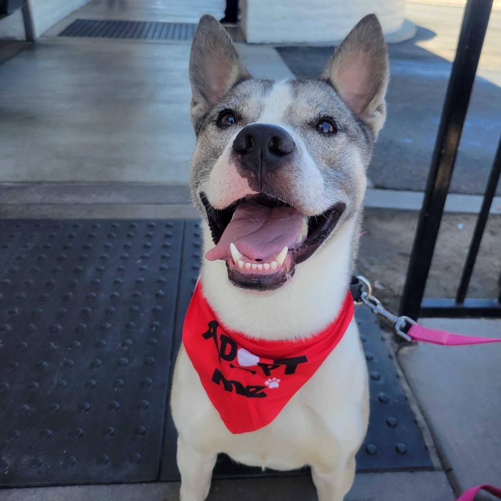 Thomas, a Adoptable mixed breed in Naperville, IL image 3/6