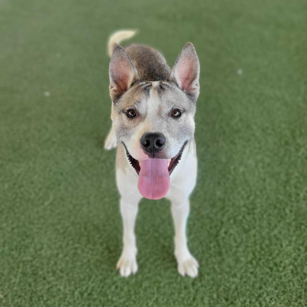 Thomas, a Adoptable mixed breed in Naperville, IL image 5/6