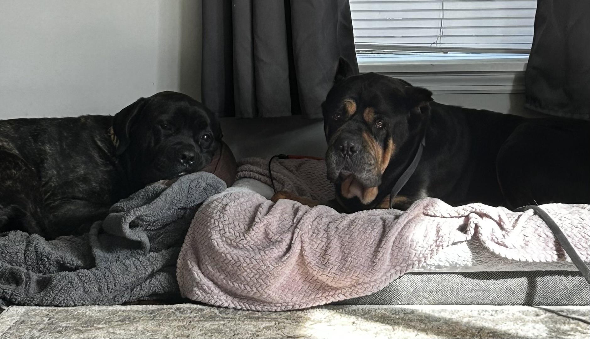 Enlarge Queen, a ADOPTABLE mixed breed in Albany, NY image 6/6