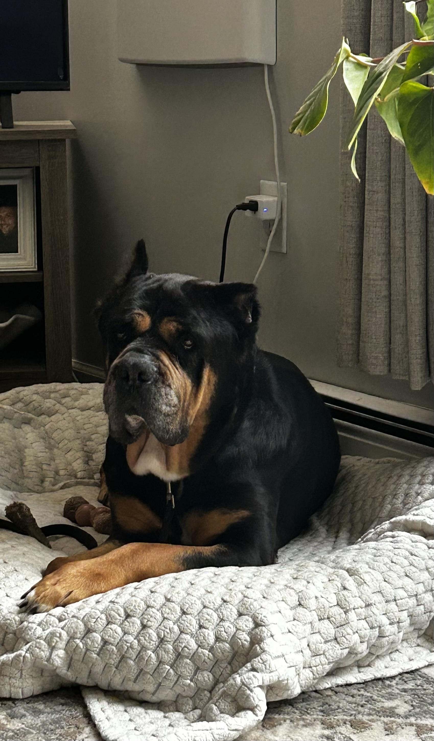 Enlarge Queen, a ADOPTABLE mixed breed in Albany, NY image 3/6