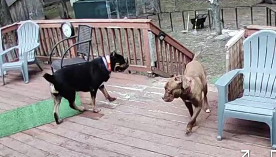 Enlarge Queen, a ADOPTABLE mixed breed in Albany, NY image 3/4