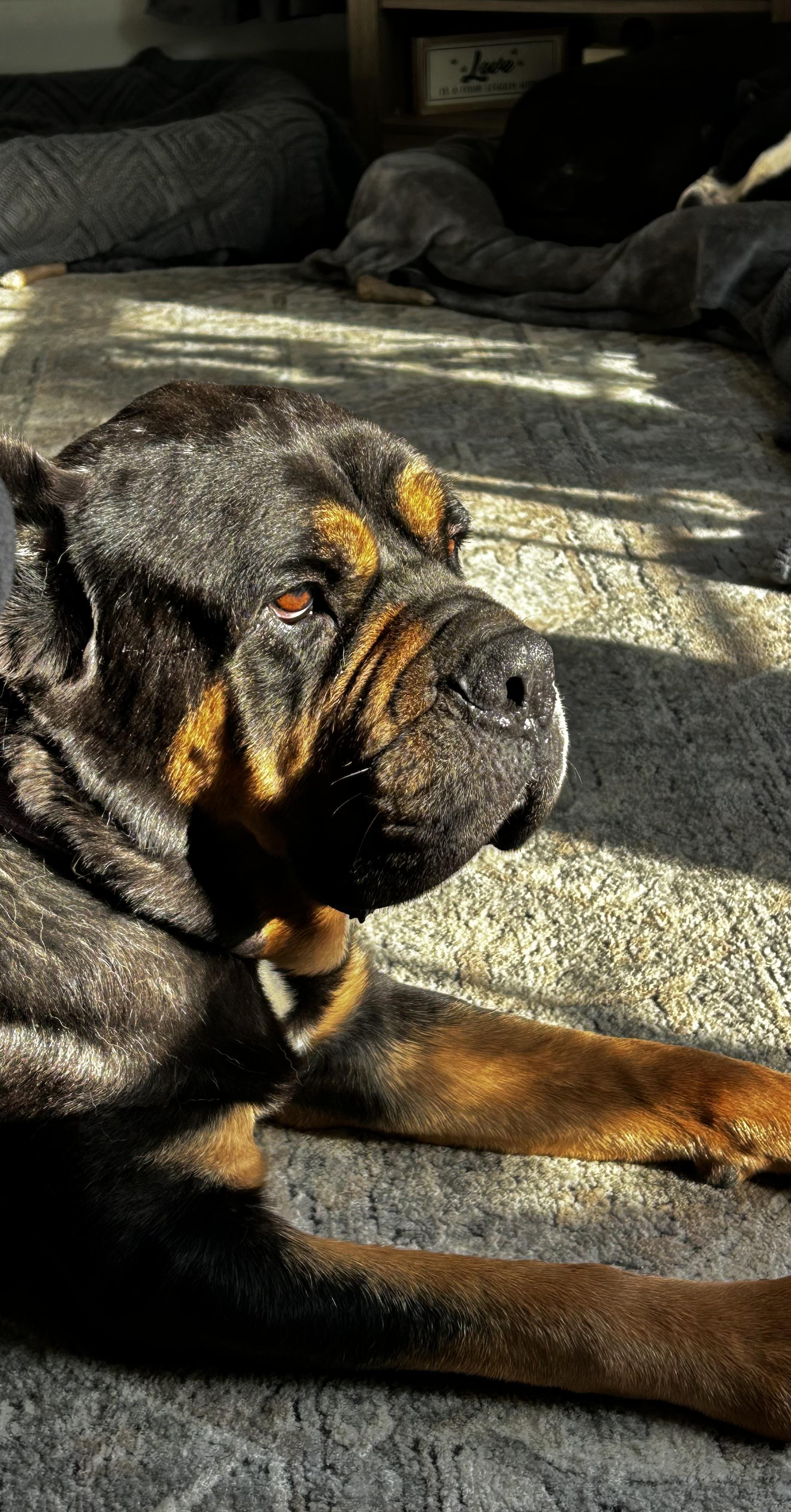 Enlarge Queen, a ADOPTABLE mixed breed in Albany, NY image 2/4