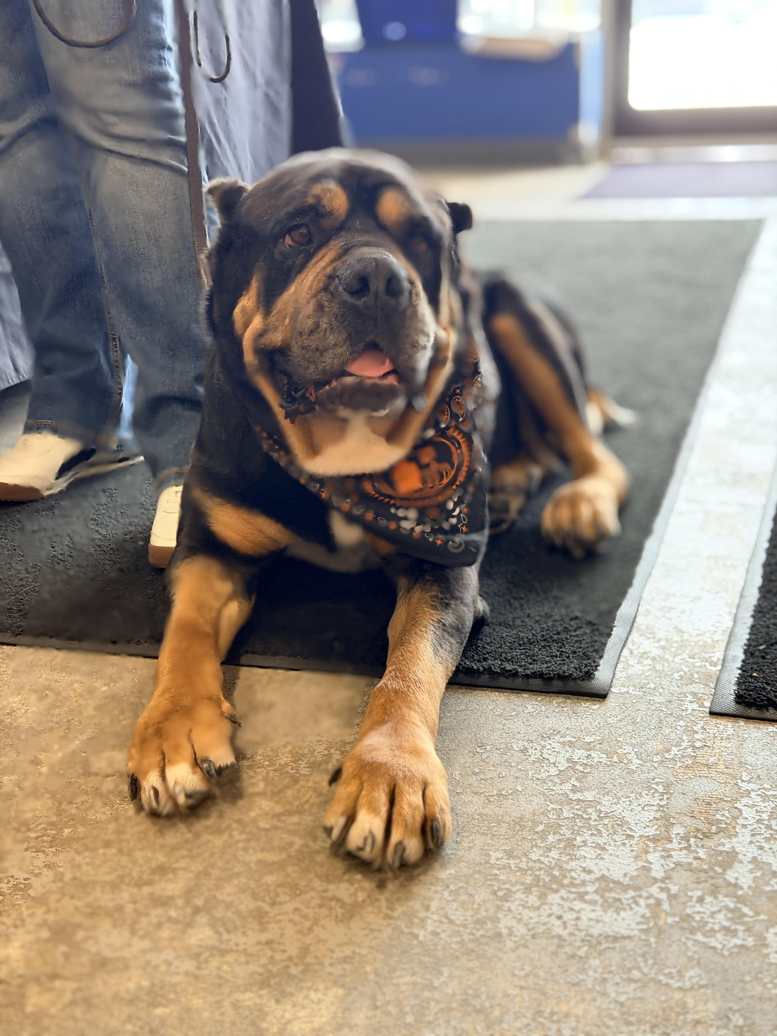 Enlarge Queen, a ADOPTABLE mixed breed in Albany, NY image 1/6