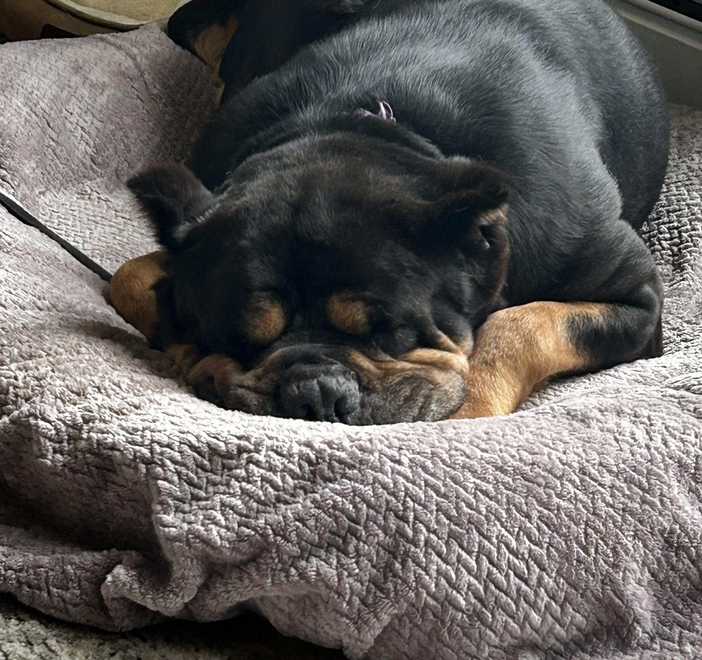 Queen, Adoptable, Adult Female Neapolitan Mastiff & American Bulldog.