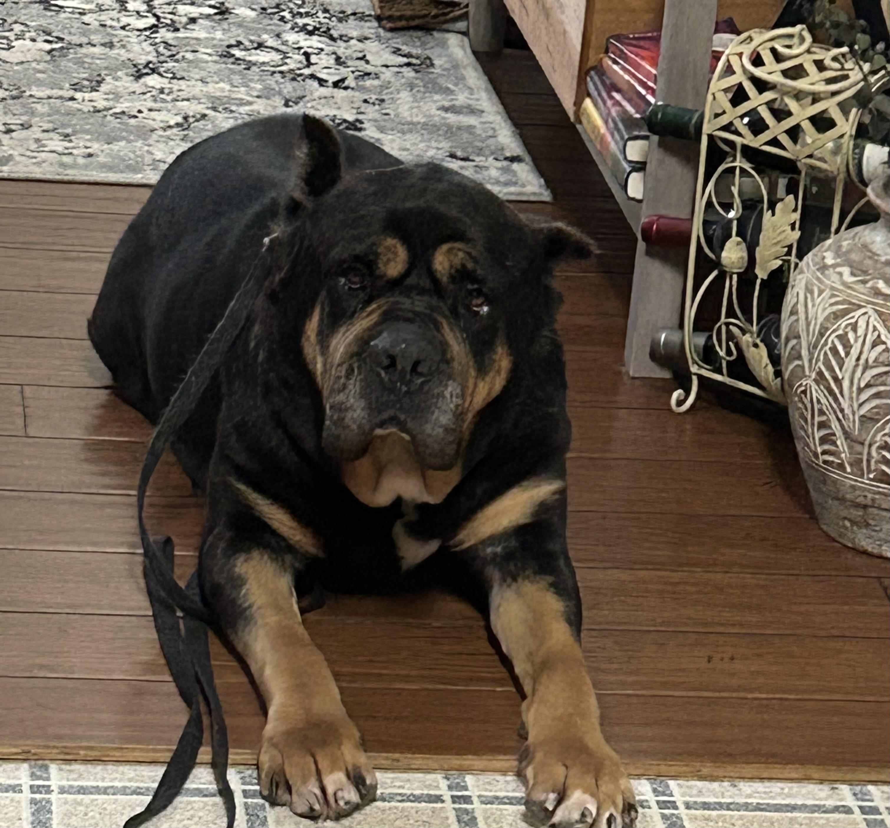 Enlarge Queen, a ADOPTABLE mixed breed in Albany, NY image 4/4