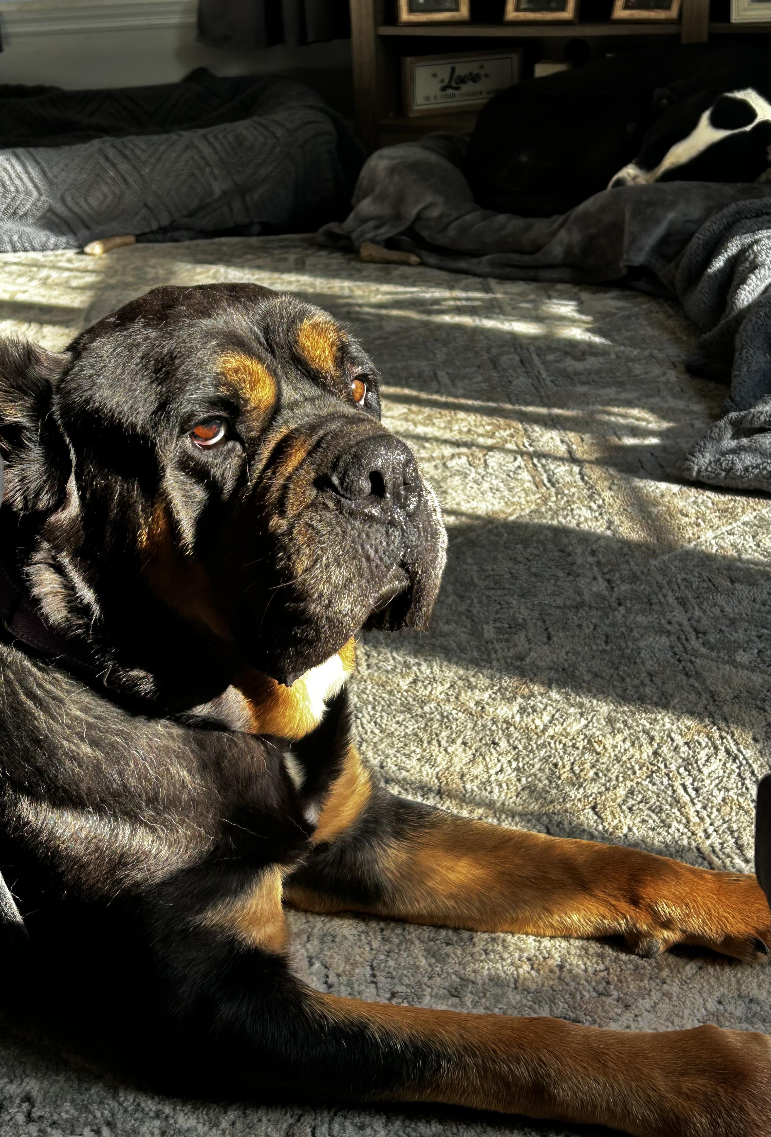 Queen, ADOPTABLE, Adult Female Mastiff.