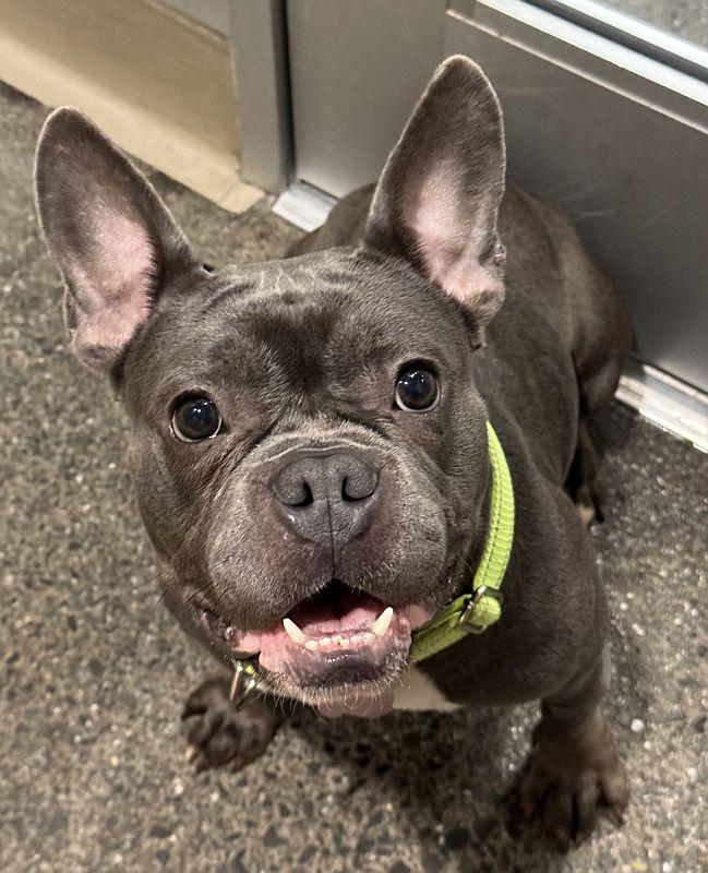 Cosette, ADOPTABLE, Young Female French Bulldog.