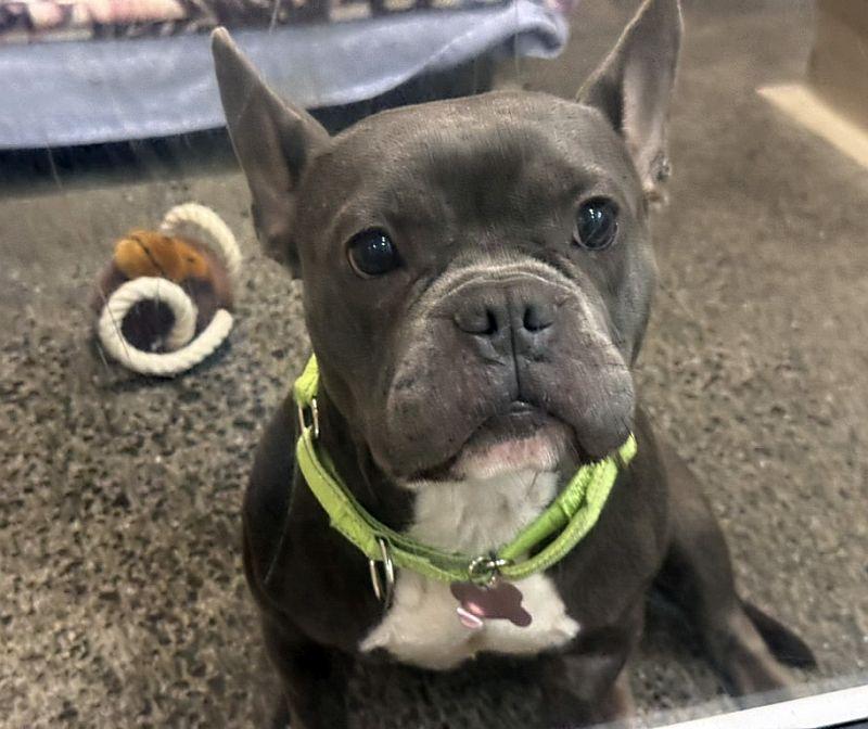 Cosette, a ADOPTABLE mixed breed in Berkeley, CA image 4/4