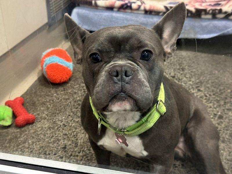 Cosette, a ADOPTABLE mixed breed in Berkeley, CA image 3/4