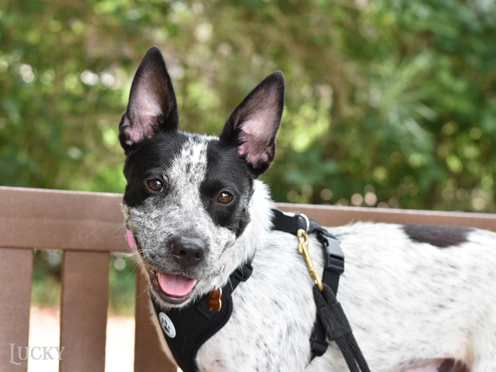 Lucky, Adoptable, Young Female Australian Cattle Dog / Blue Heeler.