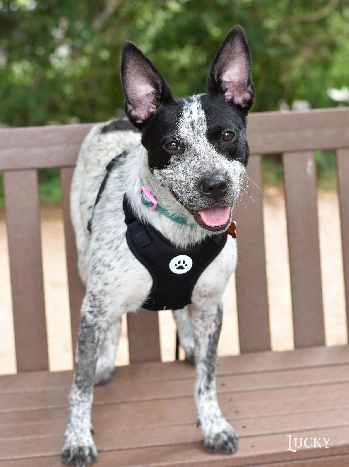 Lucky, a Adoptable Australian Cattle Dog / Blue Heeler in Montgomery, TX image 2/3