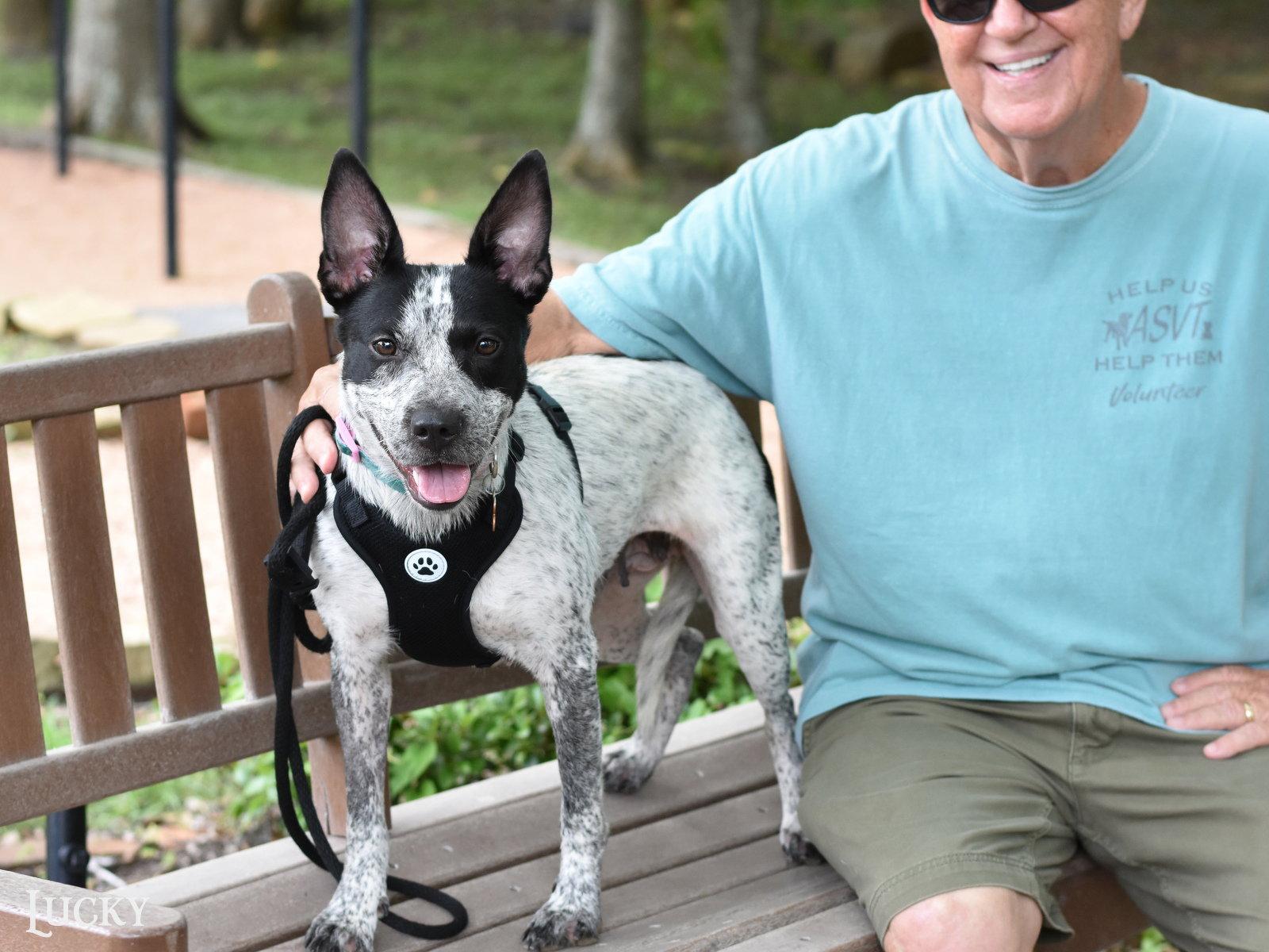 Lucky, a Adoptable Australian Cattle Dog / Blue Heeler in Montgomery, TX image 3/3