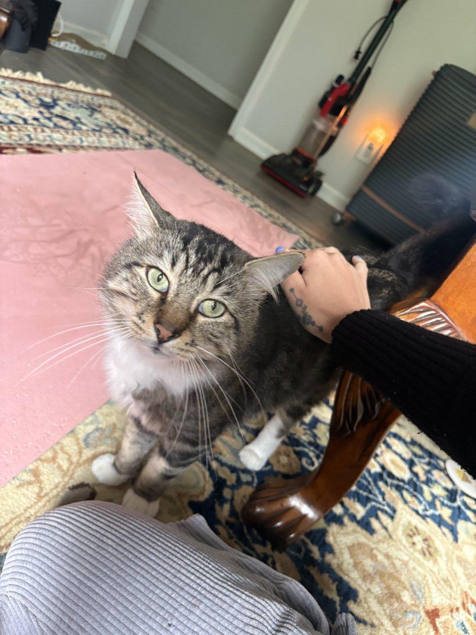 Enlarge Whiskers, a Adoptable Domestic Short Hair in Raleigh, NC image 1/5