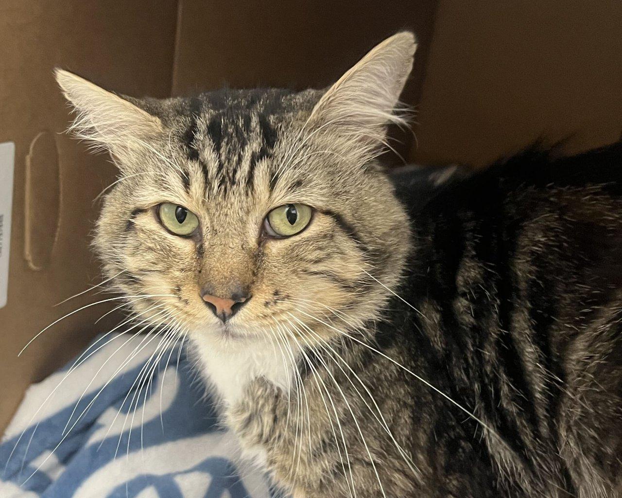 Enlarge Whiskers, a Adoptable Domestic Short Hair in Raleigh, NC image 1/5