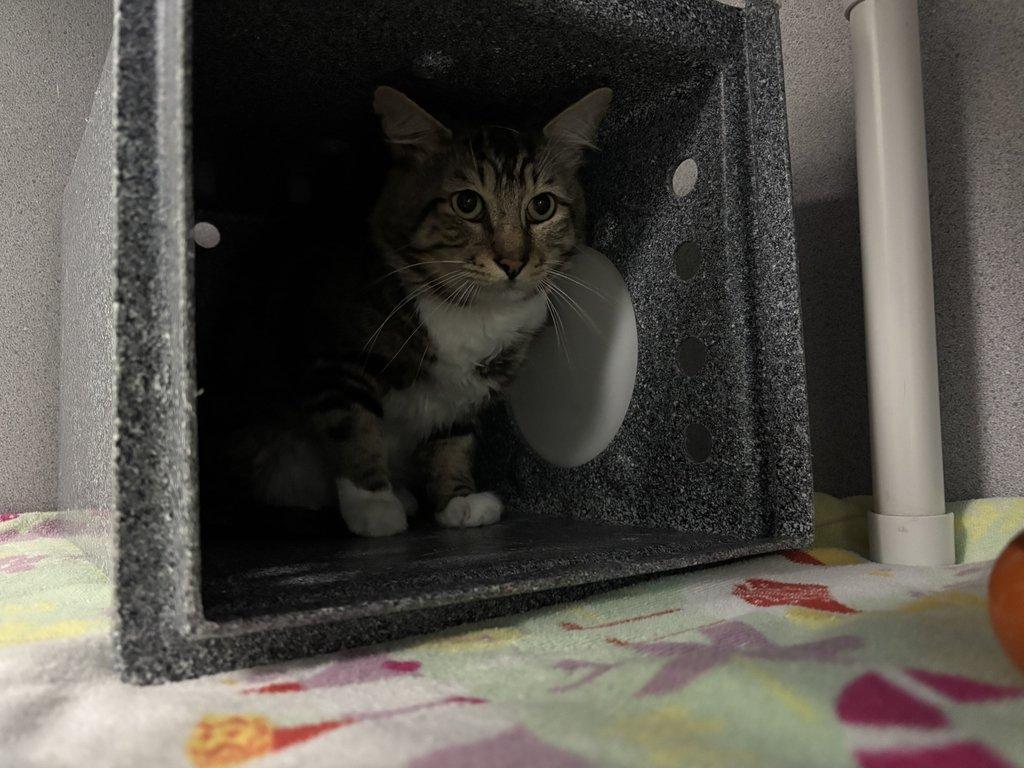 Enlarge Whiskers, a Adoptable Domestic Short Hair in Raleigh, NC image 2/5