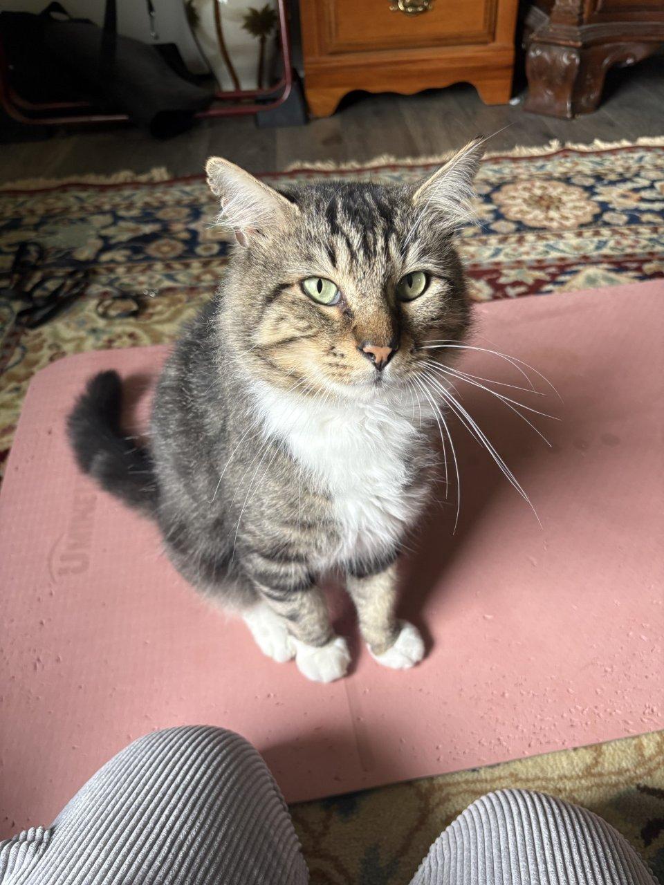 Enlarge Whiskers, a Adoptable Domestic Short Hair in Raleigh, NC image 2/5
