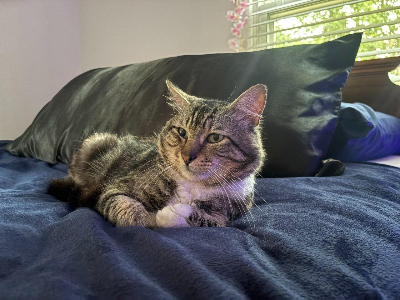 Enlarge Whiskers, a Adoptable Domestic Short Hair in Raleigh, NC image 3/5