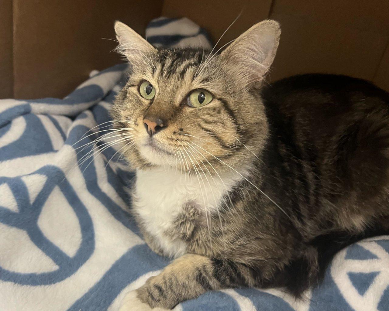 Enlarge Whiskers, a Adoptable Domestic Short Hair in Raleigh, NC image 4/5