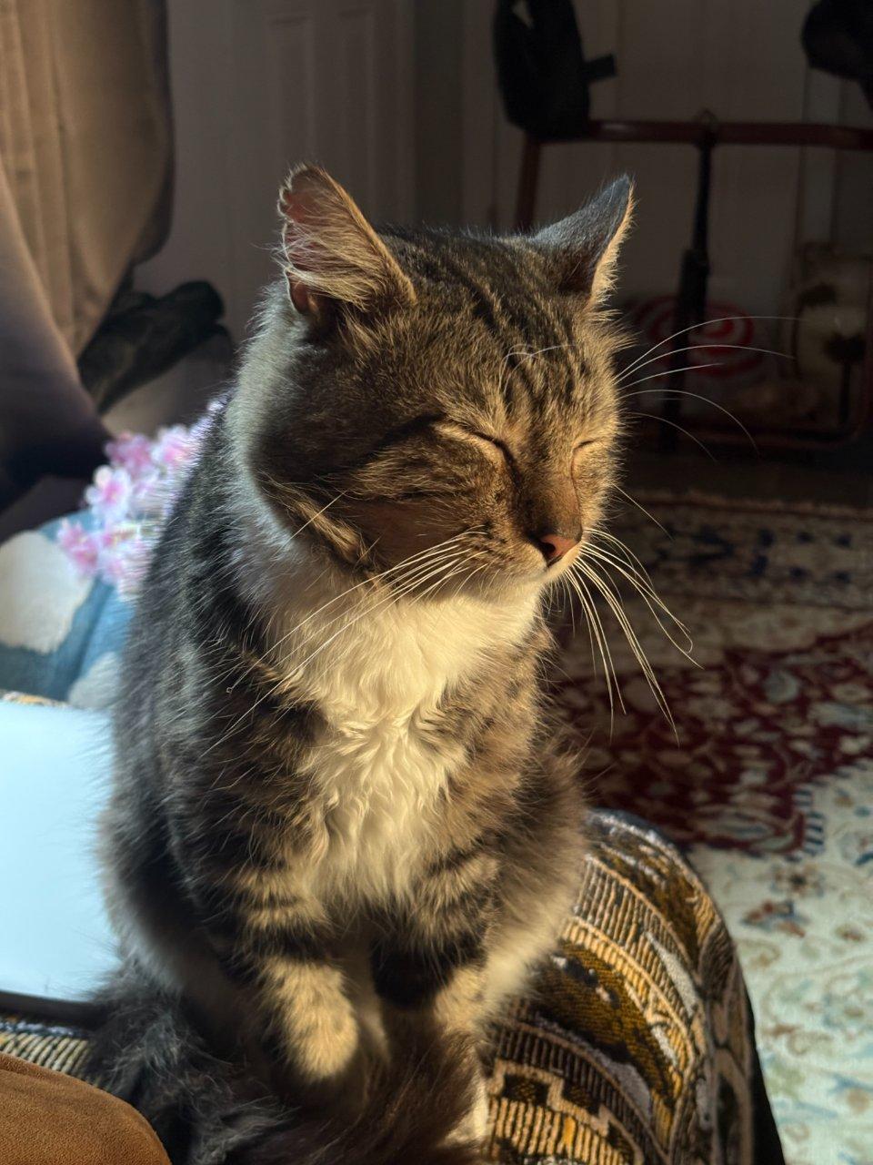 Enlarge Whiskers, a Adoptable Domestic Short Hair in Raleigh, NC image 5/5