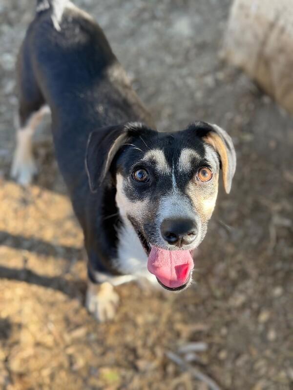 Larry-One of our Amazing Rescue Dogs, Adoptable, Young Male Bluetick Coonhound & Beagle.