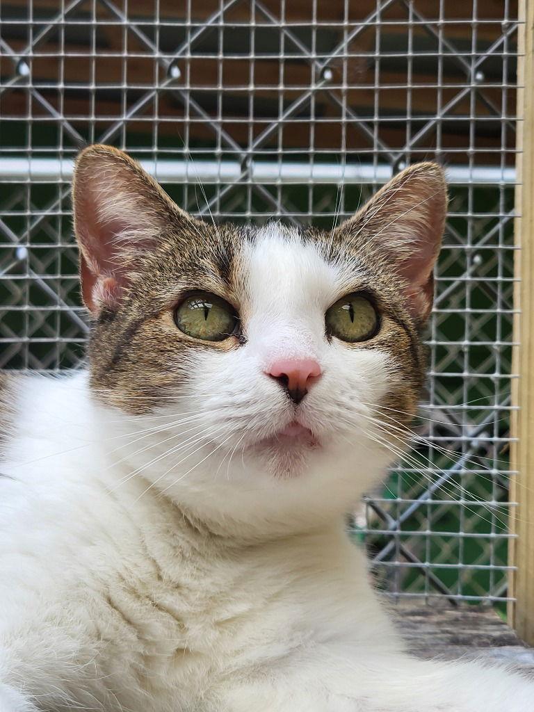 Annie, a Adoptable Tabby in Ellijay, GA image 1/3