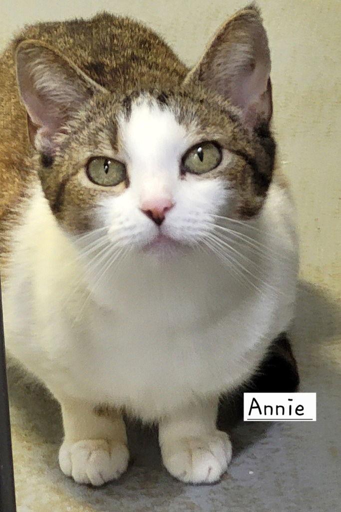 Annie, a Adoptable Tabby in Ellijay, GA image 2/3