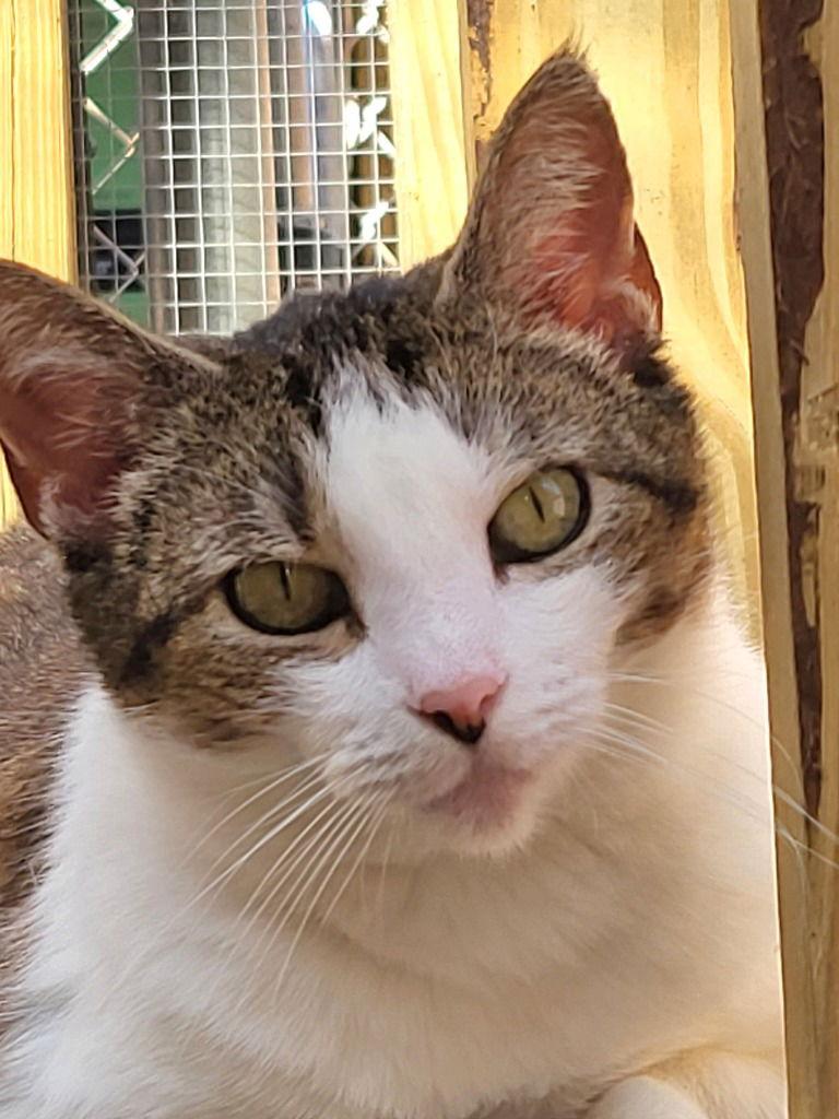 Annie, a Adoptable Tabby in Ellijay, GA image 3/3