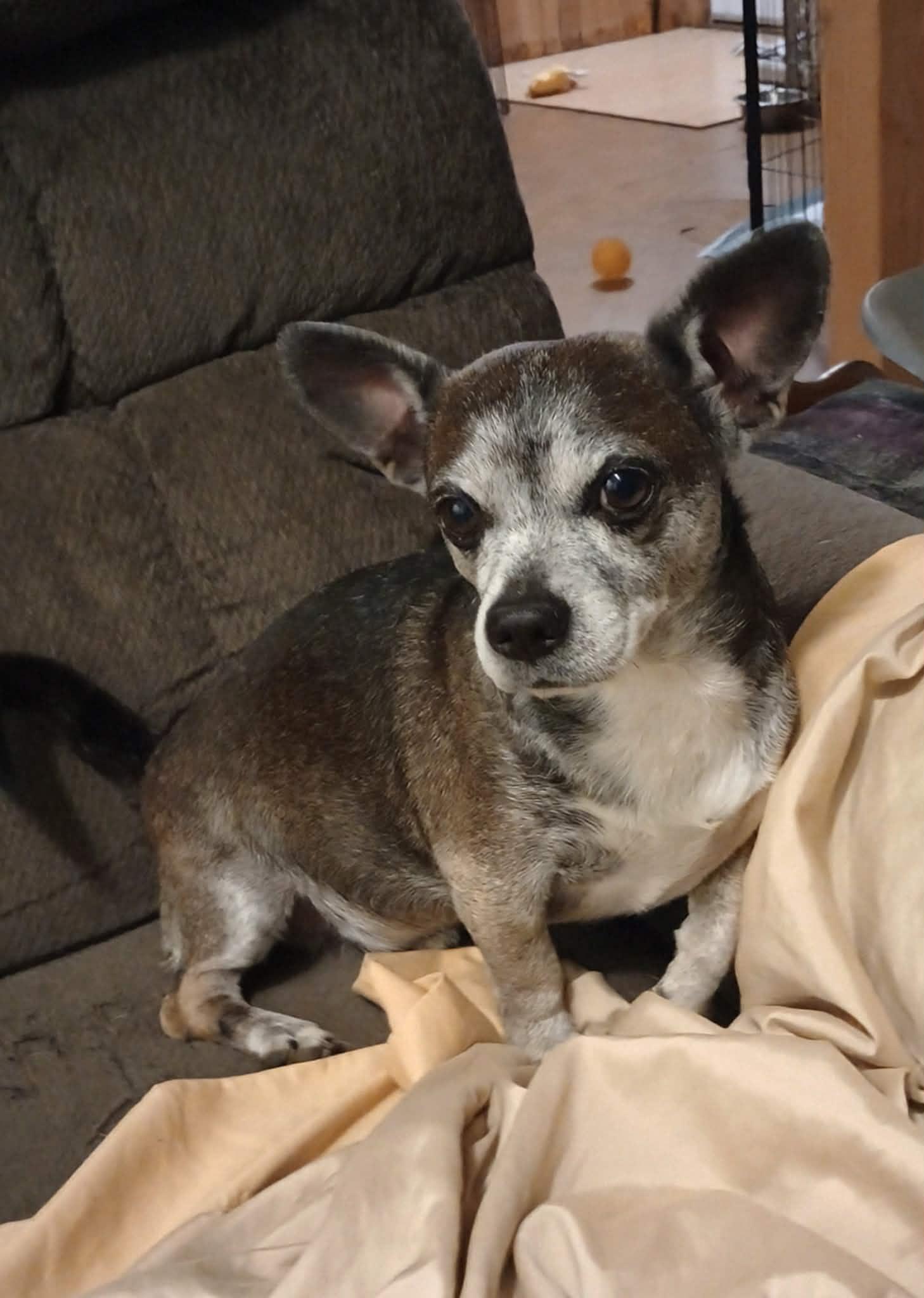 Louis, Adoptable, Senior Male Chihuahua.