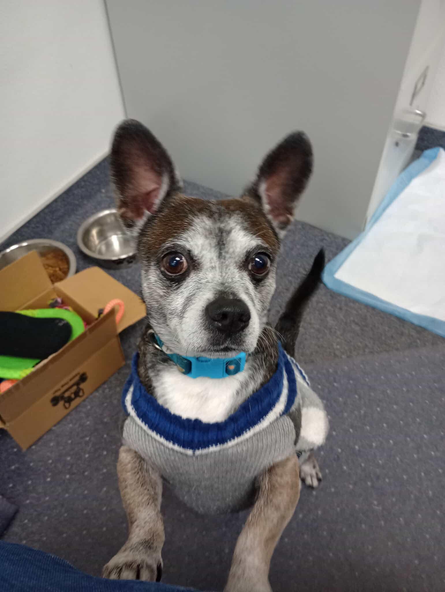 Louis, a Adoptable Chihuahua in Visalia, CA image 2/2