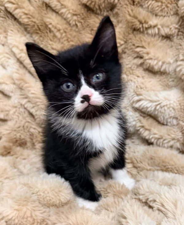 Enlarge Loki, a Adoptable mixed breed in Salt Lake City, UT image 1/1