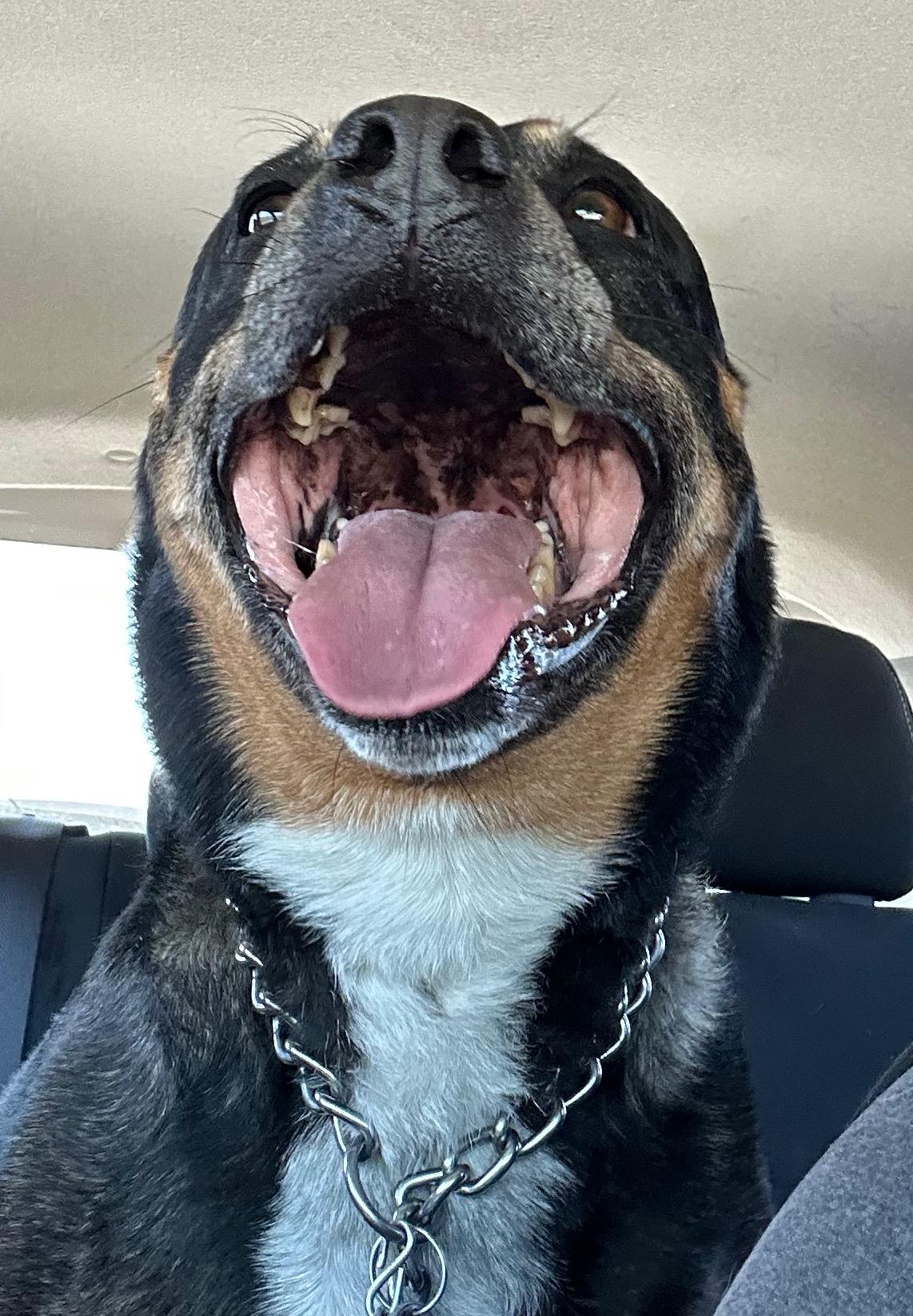 Jersey, ADOPTABLE, Adult Female Rottweiler.