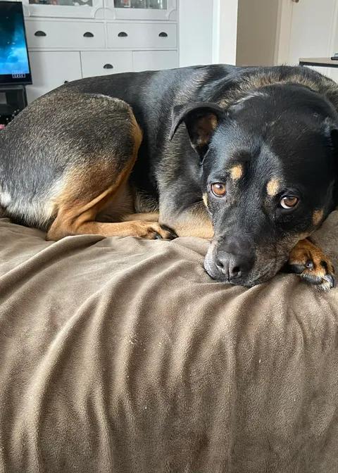 Jersey, a ADOPTABLE mixed breed in Winnipeg, MB image 2/3